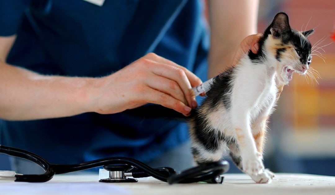 Cuidado profesional para tu mascota